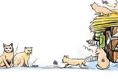 跳蚤在線觀看,一場驚心動魄的冒險之旅