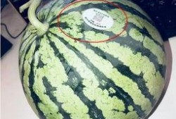 網紅吃瓜渠道,幕后真相大曝光！