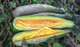 網紅吃瓜渠道,幕后真相大曝光！